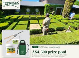 Topbuxus