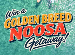 Golden Breed Surf
